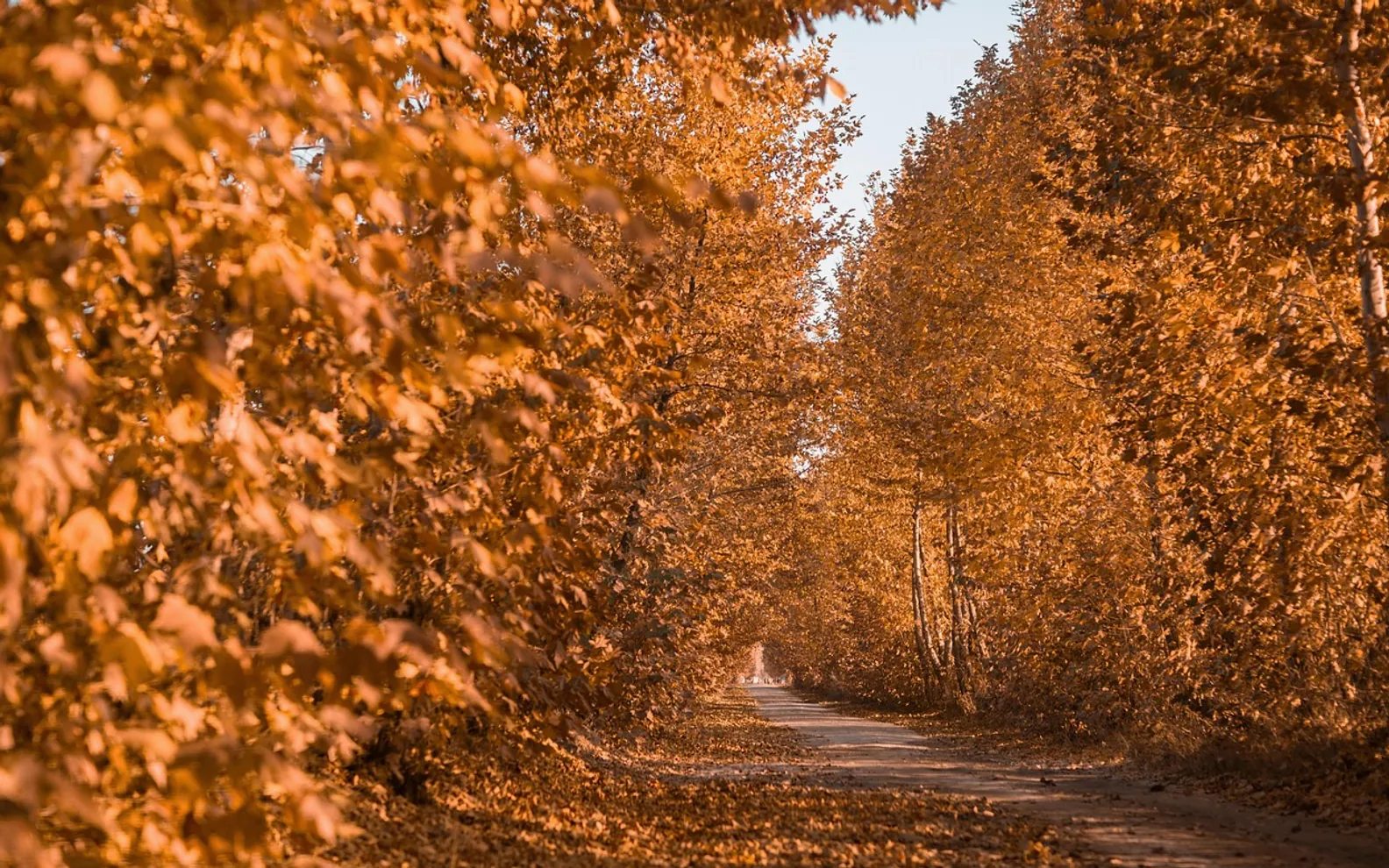 Autumn, forest and trees