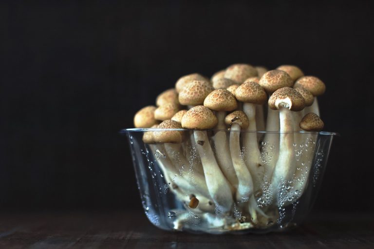 Tips And Tricks On How To Grow Magic Mushrooms Using Spores