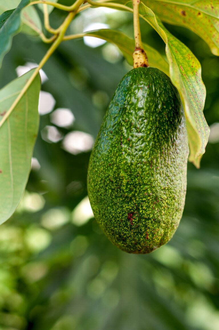 The Art of Cultivating Avocado Trees: Unraveling the Mystery